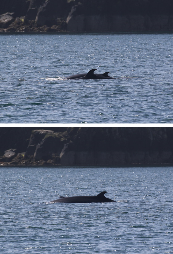 Two photographs of an adult and calf minke whale (Balaenoptera acutorostrata) surfacing in front of the Isle of Eigg, taken from Silurian on 25/05/23. 
