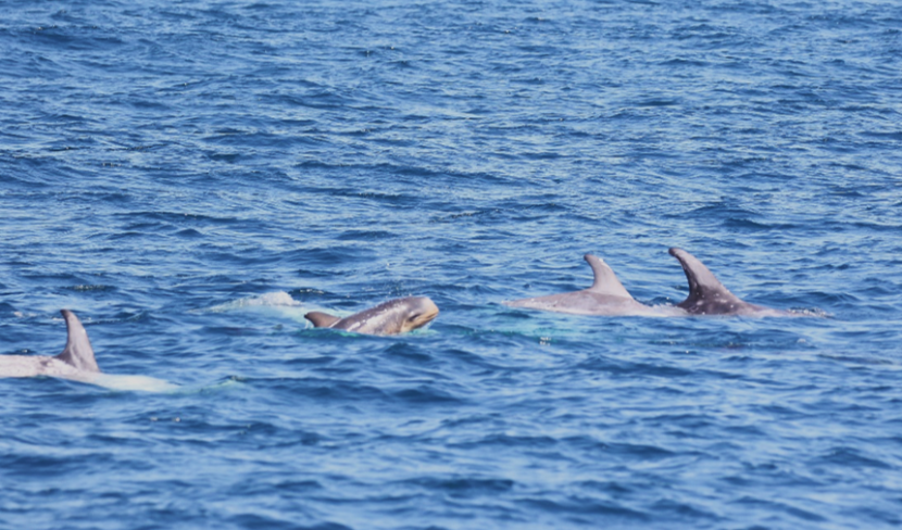 Photograph of a group of Risso’s dolphins (Grampus griseus) with two young calves encountered between the Flannan Isles and the Isle of Lewis on 16/06/23. 