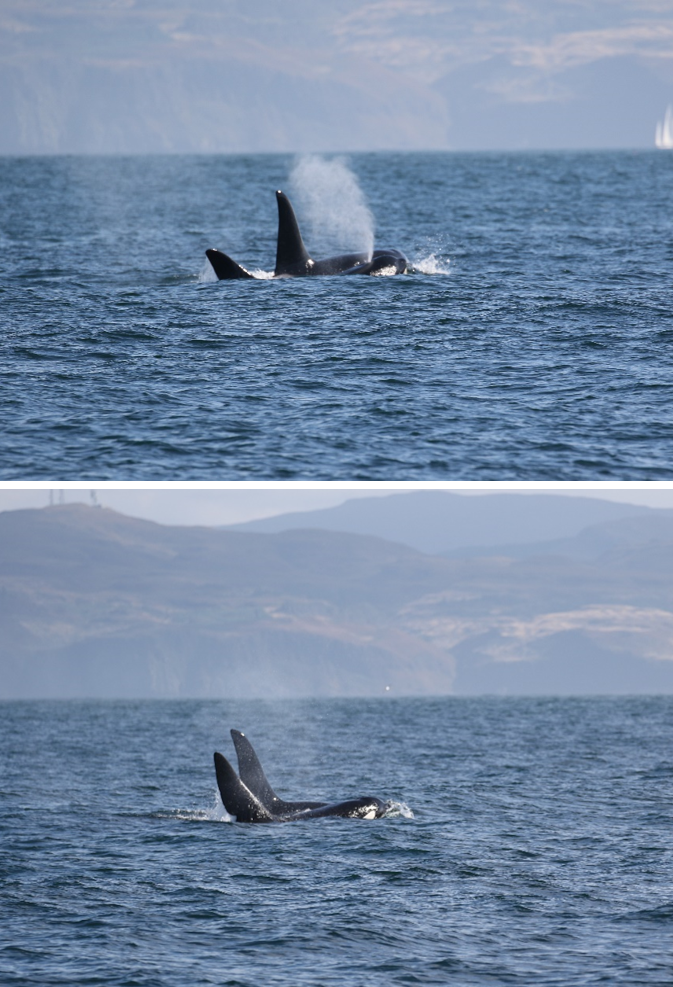 Two photographs of a pair of adult male killer whales (Orcinus orca), W01 and W08, encountered west of Ardnamurchan Point on 04/09/23, surfacing close to one another. 