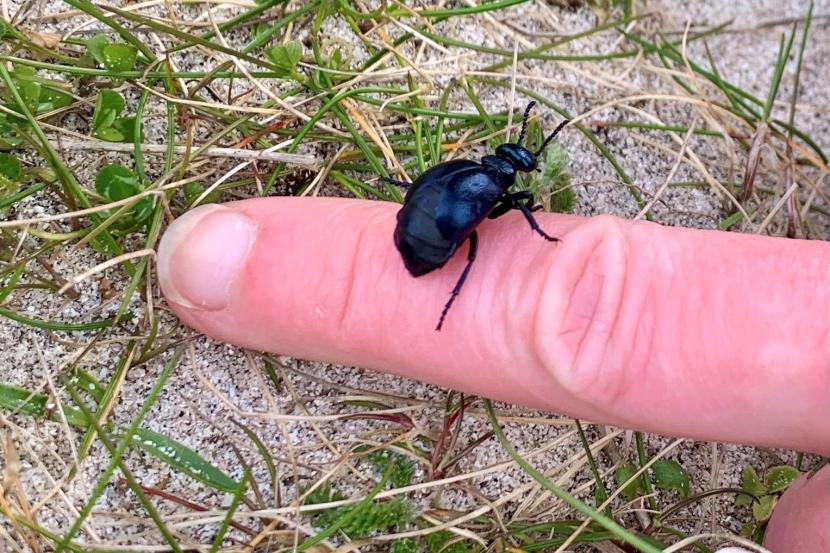 short-necked oil beetle on someone's finger.