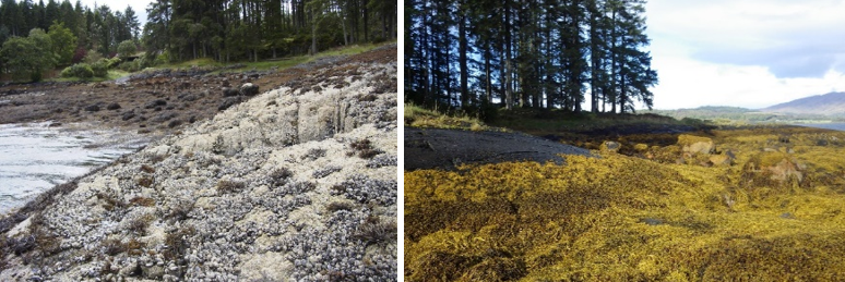 Two images showing blue mussel presence at Loch Creran in 2003 and 2022. In 2003, a large abundance of blue mussel can be seen whereas in 2022, no presence of blue mussel can be seen in the photo. Mussel farming operations have ceased in the Loch and wild populations are in decline in certain areas.