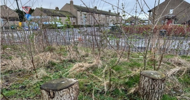 A Wee Forest with approximately 30 months growth showing dormant trees of 1 to 1.5 metres high
