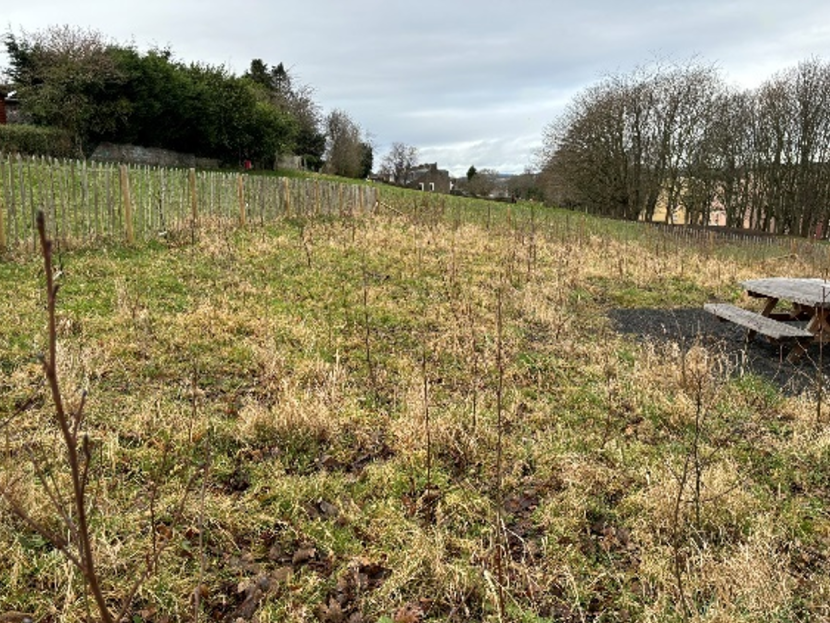 This image depicts the density of planting in a Southern Ward Wee Forest of approximately five trees per square meter