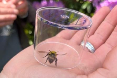 A bee in an observation pot