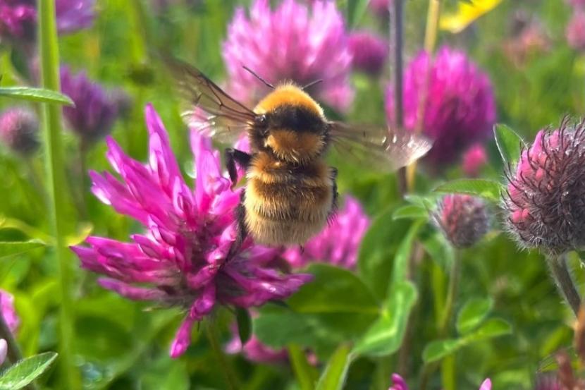 A bee on pink clover 