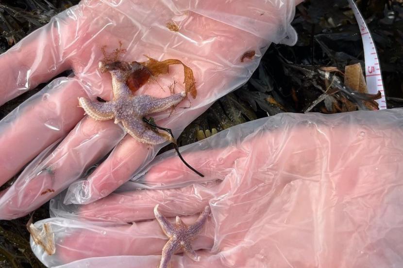 Starfish in gloved hands