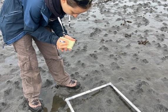 a person looking at a transect on sand