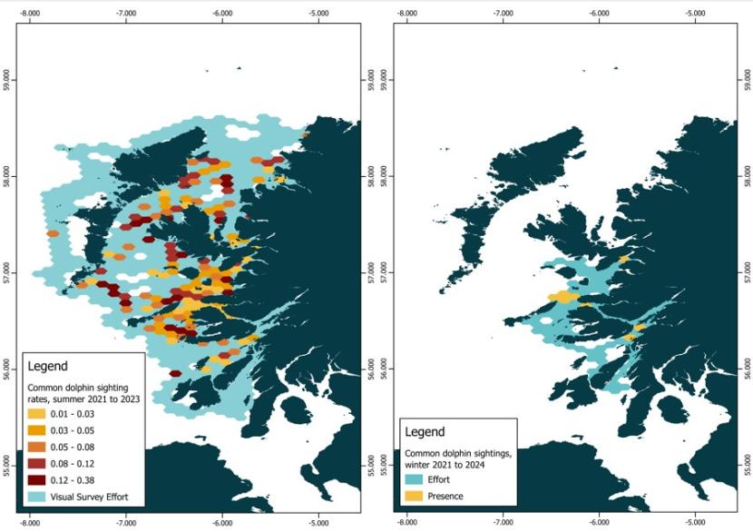 Map of the west coast of Scotland with the sightings rates (sightings per unit effort) for common dolphin (Delphinus delphis) presented on a 50 km2 hexagonal grid in summer 2021-2023 (left). Map of the west coast of Scotland with the presence of common dolphin presented on a 50 km2 hexagonal grid in winter 2021-2024 (right).