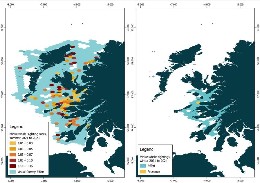Map of the west coast of Scotland with the sightings rates (sightings per unit effort) for minke whale (Balaenoptera acutorostrata) presented on a 50 km2 hexagonal grid in summer 2021-2023 (left). Map of the west coast of Scotland with the presence of minke whales presented on a 50 km2 hexagonal grid in winter 2021-2024 (right).
