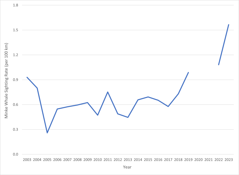 A line graph showing minke whale sightings rates per year from 2003 to 2023. The sighting rate shows variability between years reaching a low of 0.26 sightings per 100 km in 2005 and a maximum of 1.57 sightings per 100 km in 2023.