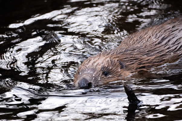 beaver swimming