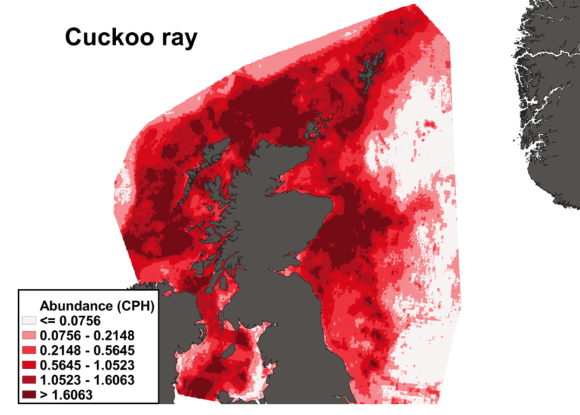 A heatmap of the distribution in abundance of cuckoo ray in Scottish waters. Variation in abundance is represented by a colour ramp.