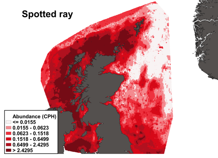 A heatmap of the distribution in abundance of spotted ray in Scottish waters. Variation in abundance is represented by a colour ramp.
