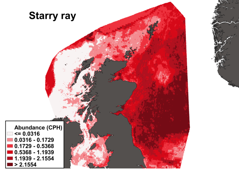 A heatmap of the distribution in abundance of starry ray in Scottish waters. Variation in abundance is represented by a colour ramp.