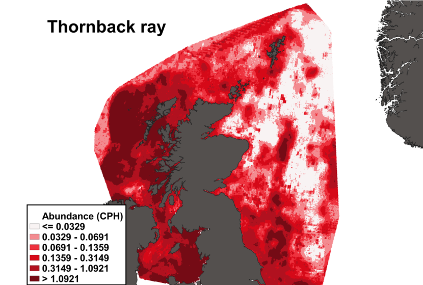 A heatmap of the distribution in abundance of thornback ray in Scottish waters. Variation in abundance is represented by a colour ramp.