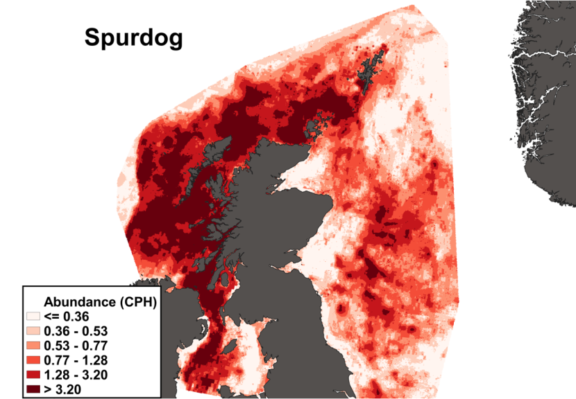 A heatmap of the distribution in abundance of spurdog in Scottish waters. Variation in abundance is represented by a colour ramp.