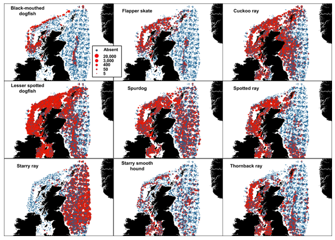 Multiple maps of the waters around Scotland, one per elasmobranch species, showing the distribution of data used in the species distribution model. Absence and presence data are indicated by different symbology.