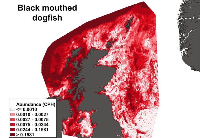 A heatmap of the distribution in abundance of blackmouth dogfish in Scottish waters. Variation in abundance is represented by a colour ramp.