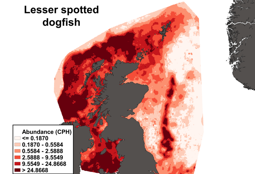 A heatmap of the distribution in abundance of lesser spotted dogfish in Scottish waters. Variation in abundance is represented by a colour ramp.