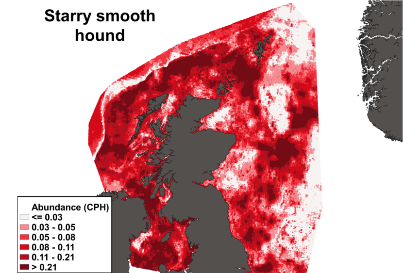 A heatmap of the distribution in abundance of starry smooth-hound in Scottish waters. Variation in abundance is represented by a colour ramp.