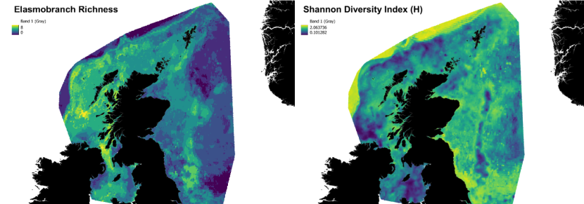 A panel of two heatmaps of elasmobranch richness and diversity in Scottish waters. Variation in richness and diversity is represented by a colour ramp. 