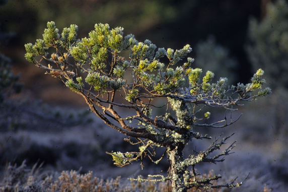 A stunted Scots pine in bog woodland