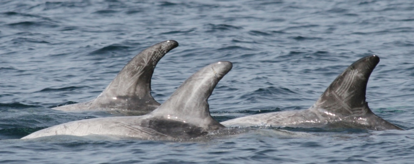 Fins of three dolphins above water