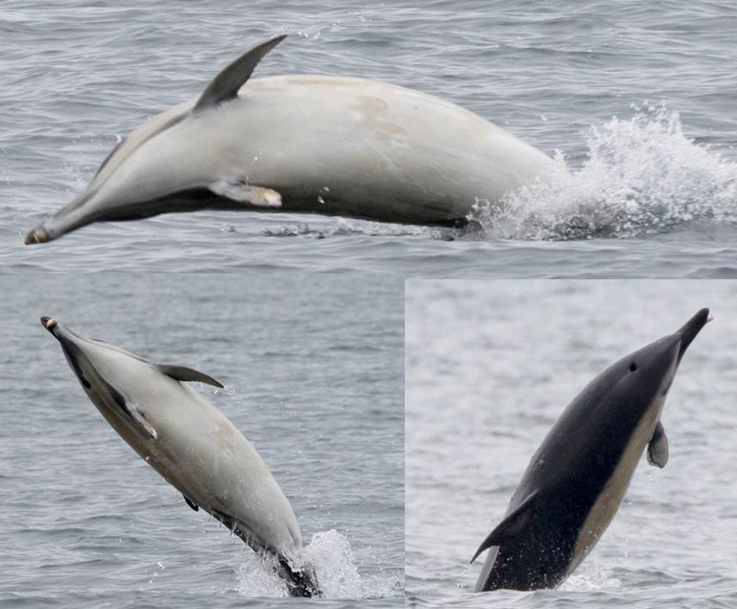 Three dolphins above water with injured fins