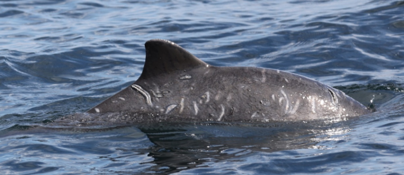 Harbour porpoise fin above water