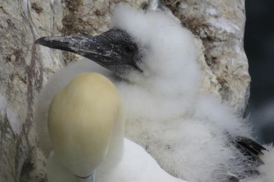 Gannet chick