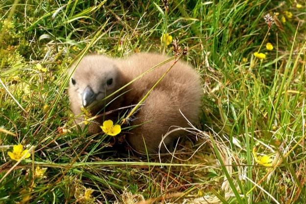 Bonxie chick