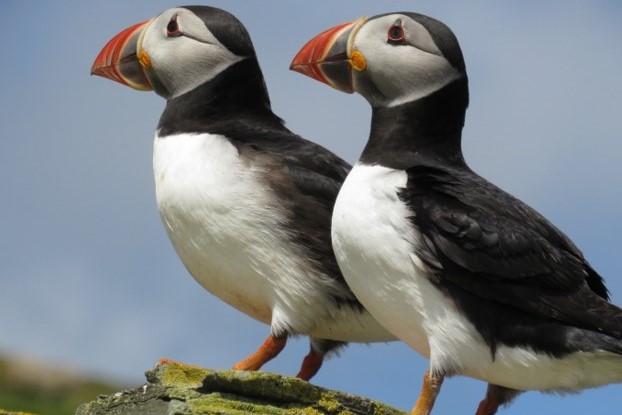 Puffins