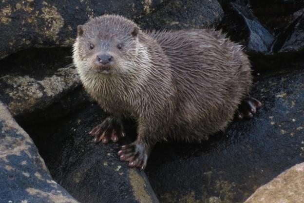 Otter