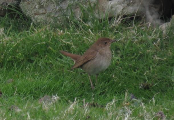 thrush nightingale
