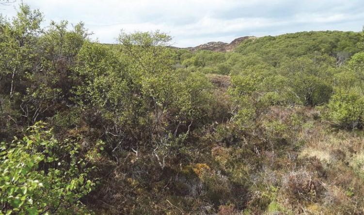 Birch saplings 