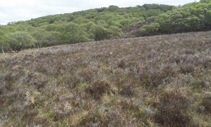 peat bog