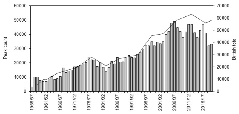 Graph of national total and maximum winter counts of Greenland barnacle geese on Islay 
