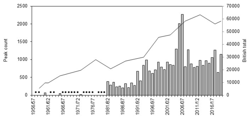 Graph of national total and maximum winter counts of Greenland barnacle geese on Coll 