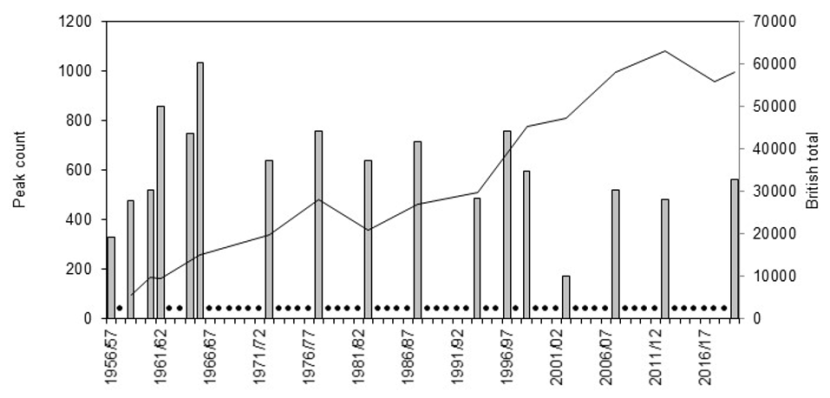 Graph of national total and maximum winter counts of Greenland barnacle geese on the Monarch Isles 