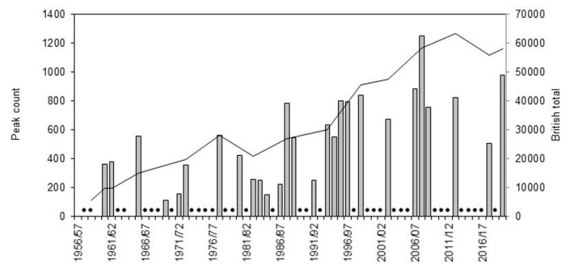 Graph of national total and maximum winter counts of Greenland barnacle geese on the North Sutherland Coast