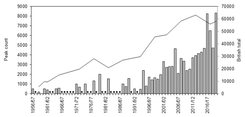 Graph of national total and maximum winter counts of Greenland barnacle geese on the North Uist Coast and Islands