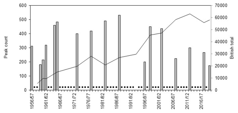 Graph of national total and maximum winter counts of Greenland barnacle geese on the Shiants