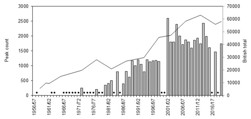 Graph of national total and maximum winter counts of Greenland barnacle geese on Switha
