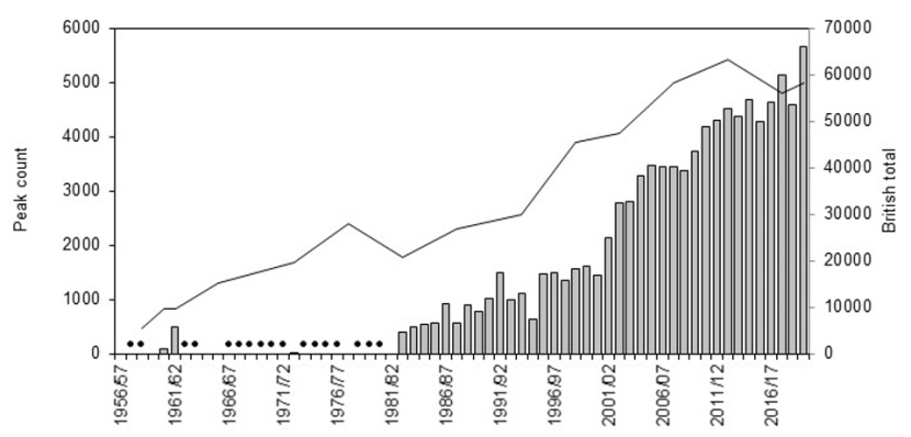 Graph of national total and maximum winter counts of Greenland barnacle geese on Tiree