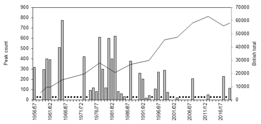 Graph of national total and maximum winter counts of Greenland barnacle geese on the Treshnish Isles