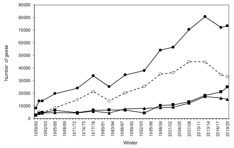 Graph displaying Greenland barnacle geese census totals by area
