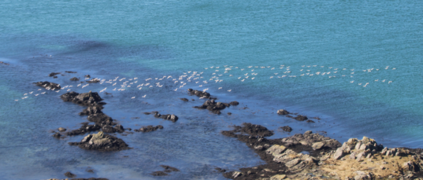 Greenland barnacle geese flying over the sea and rock skerries