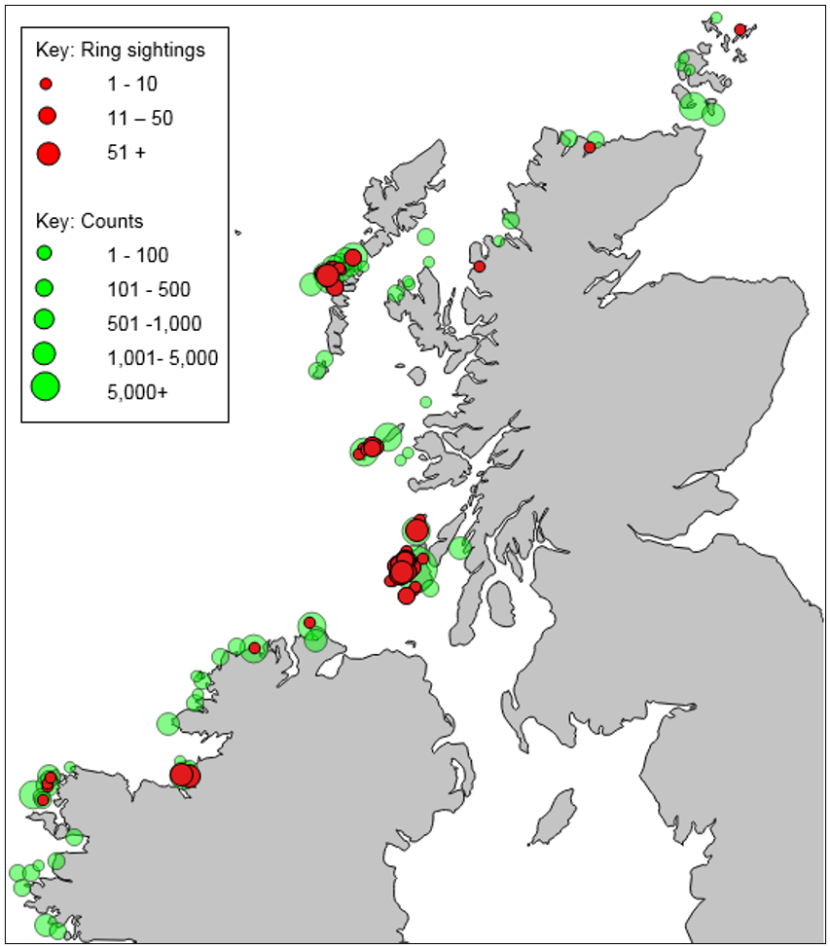 Map of Greenland barnacle goose 2020 census records and sighted colour-ringed birds