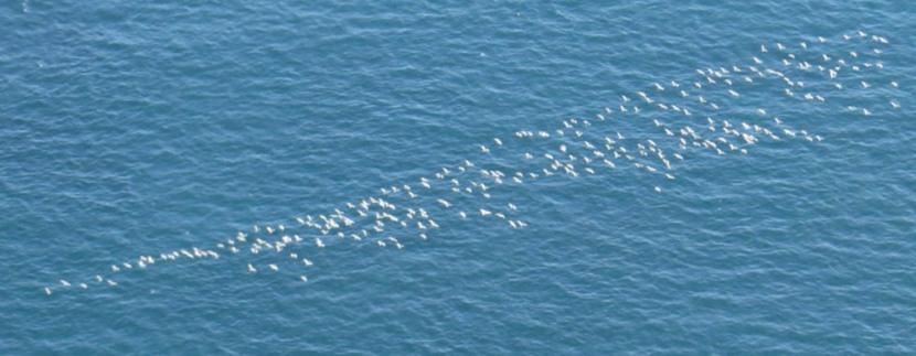 Greenland barnacle geese flying over the sea