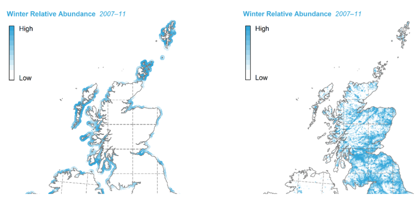 Maps showing the relative winter abundance of Red-breasted Merganser and Goosander in Scotland.